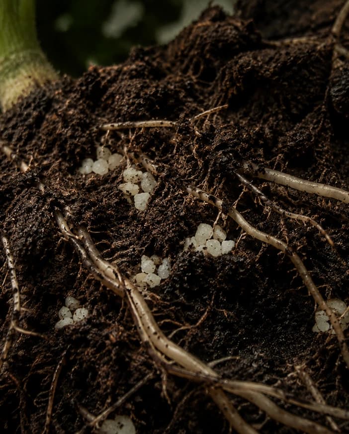 Plant roots growing through soil with Polyter granules